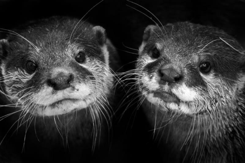 Célèbres et captifs : comment les réseaux sociaux profitent du mal-être des animaux sauvages