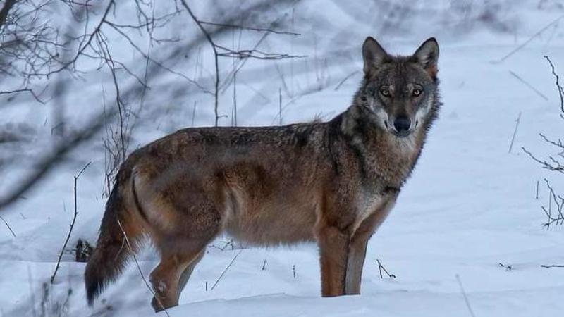 Nelle Foreste Casentinesi ballano 100 lupi. Il trekking per scoprire la fauna selvatica del parco
