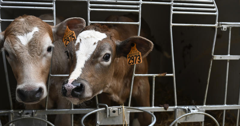 Dermatose nodulaire : la crise qui prend éleveurs et autorités de court Dermatose nodulaire : la crise qui prend éleveurs et autorités de court