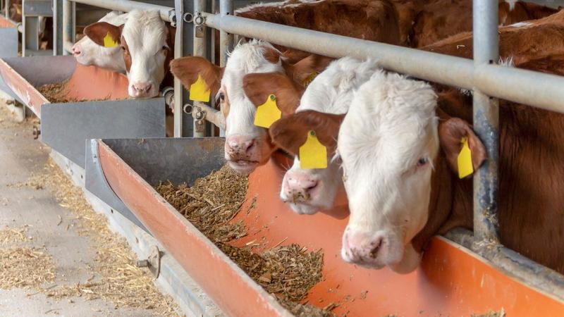 Il mistero dei 76 bovini morti insieme: dietro la strage il fumo tossico degli oleandri Il mistero dei 76 bovini morti insieme: dietro la strage il fumo tossico degli oleandri