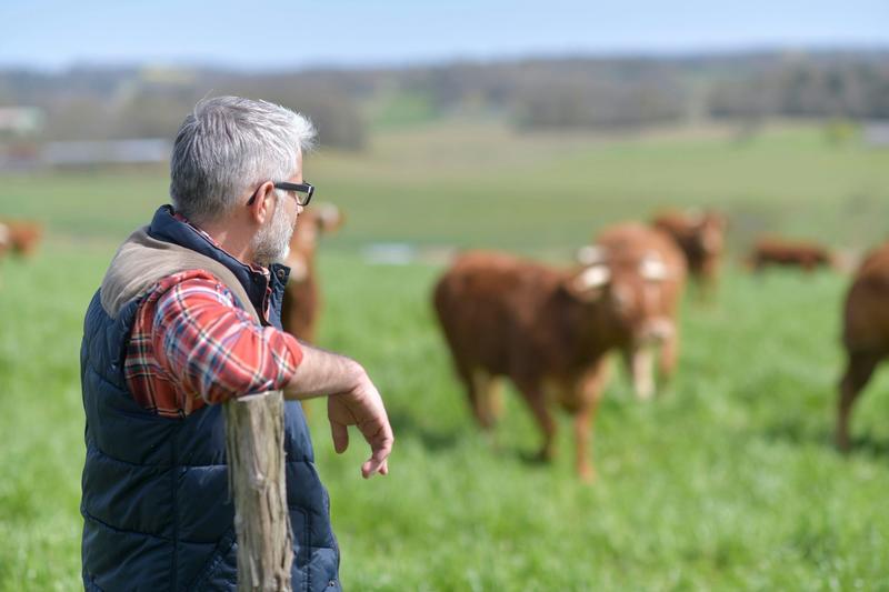 Growing a mix of plants in fields can save farmers money and help the environment – new research
