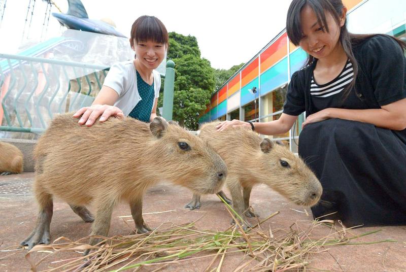 Exotic animal cafes: cute trend or welfare crisis?