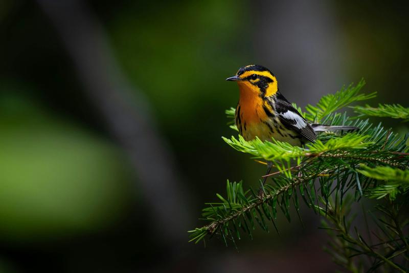 Songbirds swap colorful plumage genes across species lines among their evolutionary neighbors Songbirds swap colorful plumage genes across species lines among their evolutionary neighbors