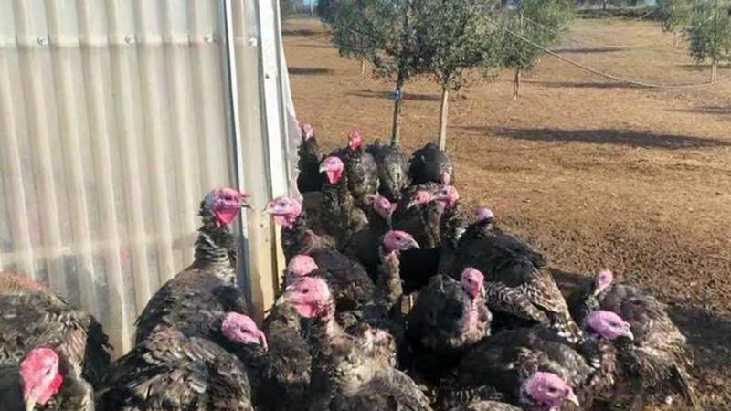 Focolaio di aviaria in un allevamento ad Argenta, verranno abbattuti 60mila tacchini