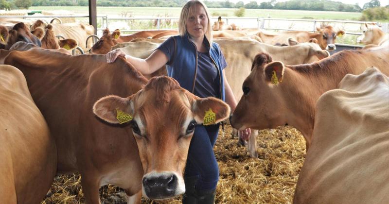 Christmas market where you can carol with the cows coming to Norfolk farm shop