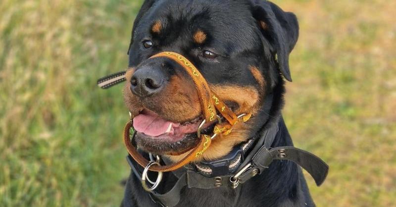 Woman pleads for help to save life of two-year-old dog