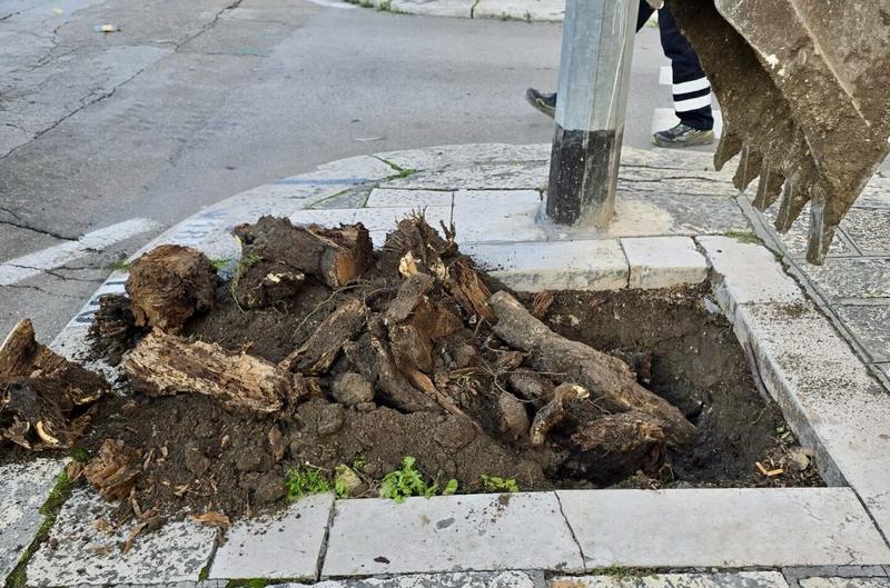 Verde urbano, interventi sui corsi e nelle aree più frequentate