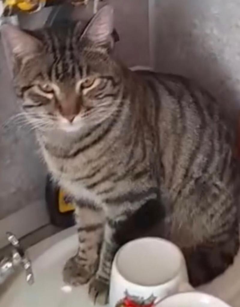 Cat-Arbuz: The Poster Boy of the KANAANI Breed