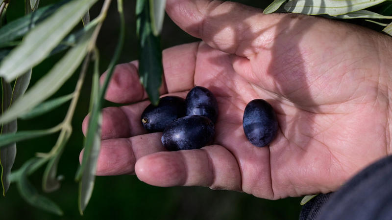 Οι αγρότες, το δελτίο αποστολής και ο δάκος της εξουθενωτικής τυπολατρίας