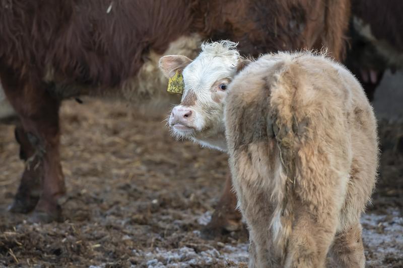 Metsästys | Susista rakennetaan draamaa, jossa maaseudun ihmiset jätetään kylmästi sivuun