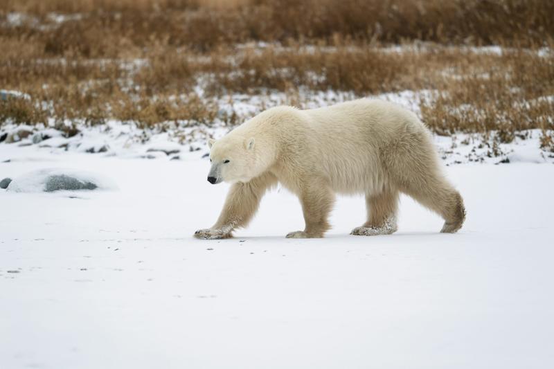 Polar bears are adapting to climate change at a genetic level – and it could help them avoid extinction Polar bears are adapting to climate change at a genetic level – and it could help them avoid extinction