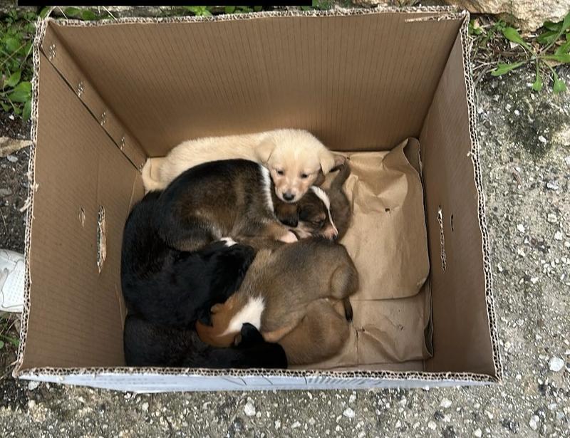 Μπράβο στις µαθήτριες ...