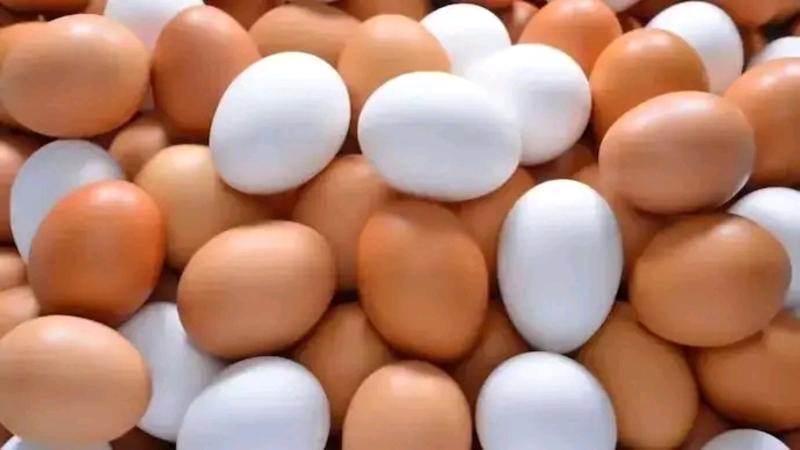 Adultured egg row: teams deployed for sample collection: Food Safety Dept Adultured egg row: teams deployed for sample collection: Food Safety Dept