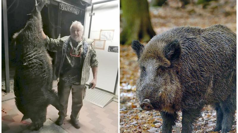 Maurizio cattura un cinghiale da record, pesa 161 chili. “Questi animali fanno danni enormi, soprattutto agli innesti”