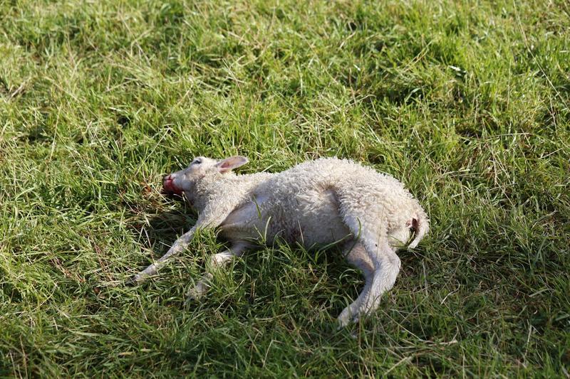 Erä | Luonnonsuojeluliiton väitteet on selvitettävä