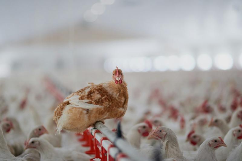 Who owns your chicken? We’ve mapped the corporate power behind the world’s favourite meat Who owns your chicken? We’ve mapped the corporate power behind the world’s favourite meat