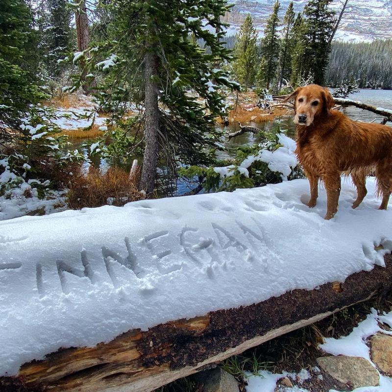 Lawyer Sues The IRS, Demanding It Recognize Pets As Legal Dependents