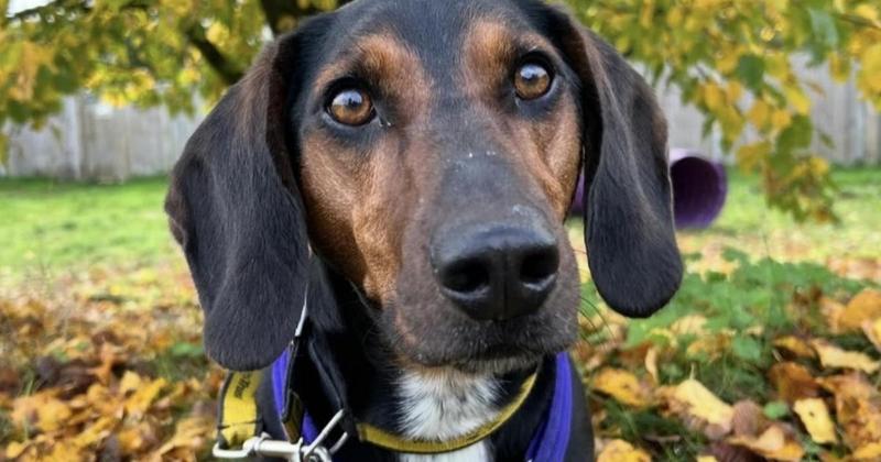 Dog that spent 400 days in shelter finds new home Dog that spent 400 days in shelter finds new home