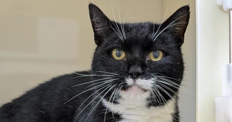 Charity says thousands of cats face Christmas in pens and foster homes Charity says thousands of cats face Christmas in pens and foster homes
