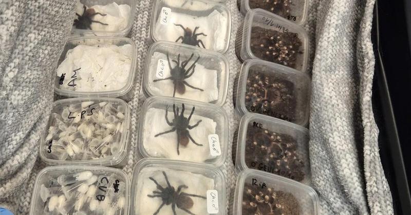 Η βρετανική αστυνομία βρήκε 2.000 ταραντούλες σε ένα αυτοκίνητο Η βρετανική αστυνομία βρήκε 2.000 ταραντούλες σε ένα αυτοκίνητο