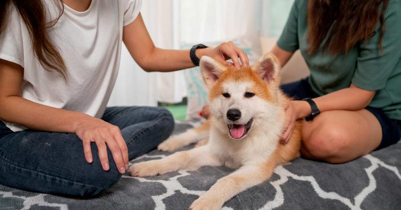 Το κατοικίδιο που αποτελεί πολύτιμο δώρο για την ψυχική υγεία των εφήβων Το κατοικίδιο που αποτελεί πολύτιμο δώρο για την ψυχική υγεία των εφήβων
