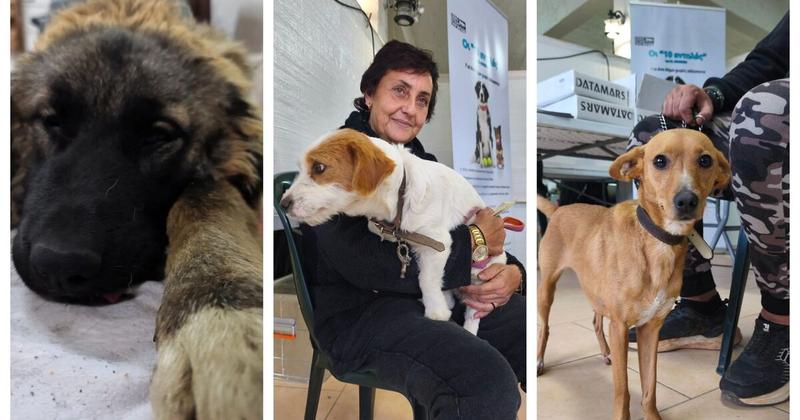 Δήμος Μινώα Πεδιάδας: 198 στειρώσεις, 199 ηλεκτρονικές σημάνσεις και 40 δείγματα DNA Δήμος Μινώα Πεδιάδας: 198 στειρώσεις, 199 ηλεκτρονικές σημάνσεις και 40 δείγματα DNA