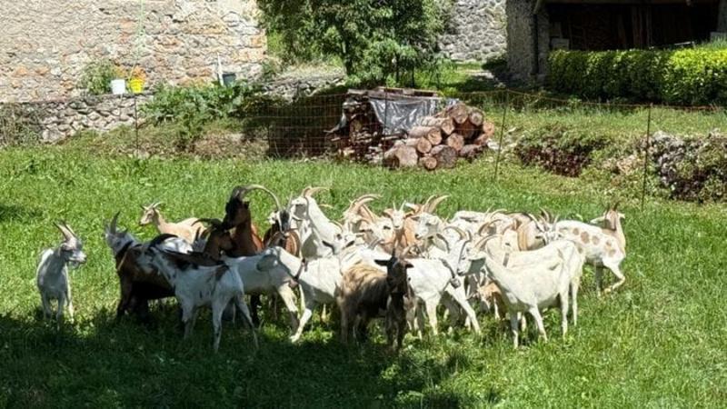 Lo sfogo dell’alpinista Simone Moro: «Ancora danni al mio allevamento» Lo sfogo dell’alpinista Simone Moro: «Ancora danni al mio allevamento»