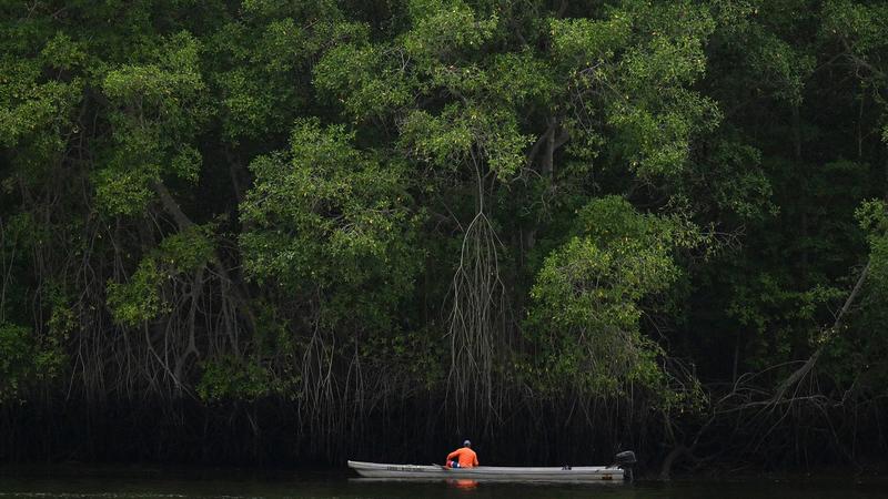 Ecuador | Ecuador: Die Fischer von Portovelo schützen die Mangroven, um zu überleben