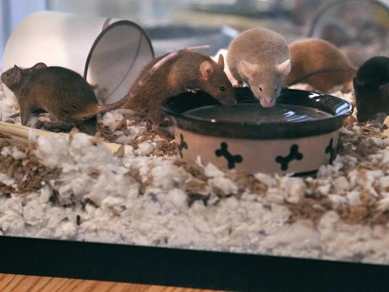 The Right Chemistry: Searching for the elusive Fountain of Youth