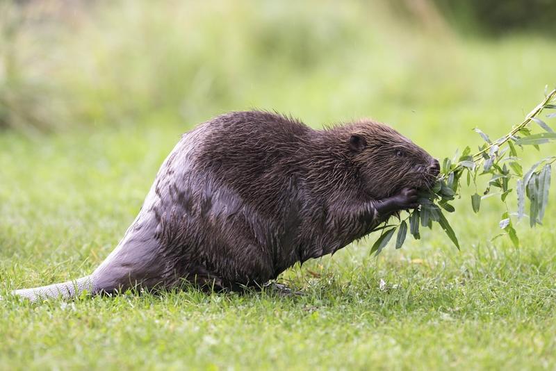 Warum Berliner jetzt für Biber und Buchen buddeln