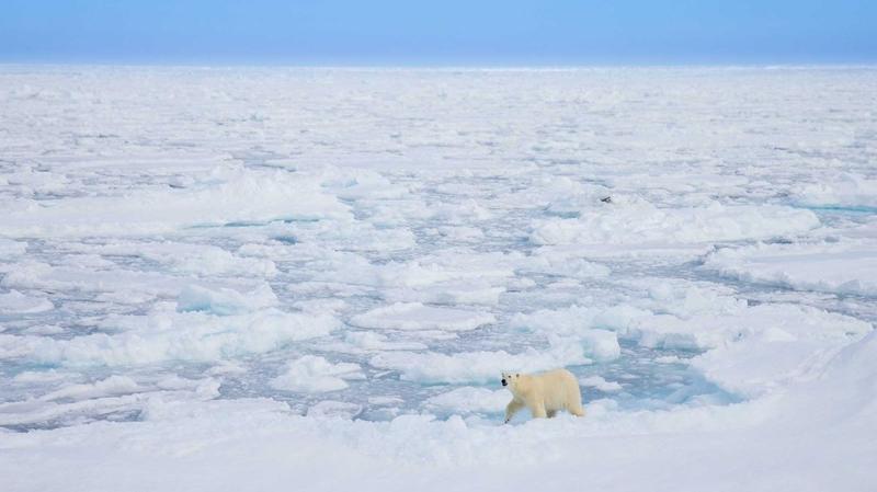 Scientists Find Polar Bear Genes Behave Differently According to Climate