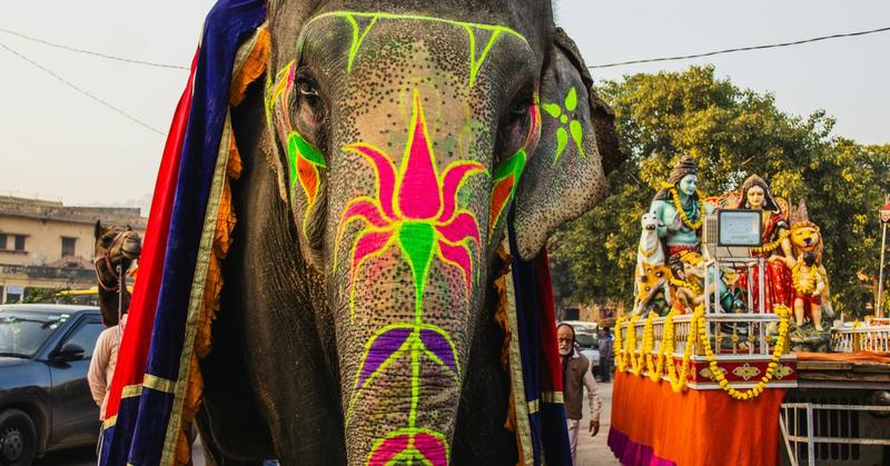 Deep Insights Into Paradoxical Human-Animal Relationships Deep Insights Into Paradoxical Human-Animal Relationships