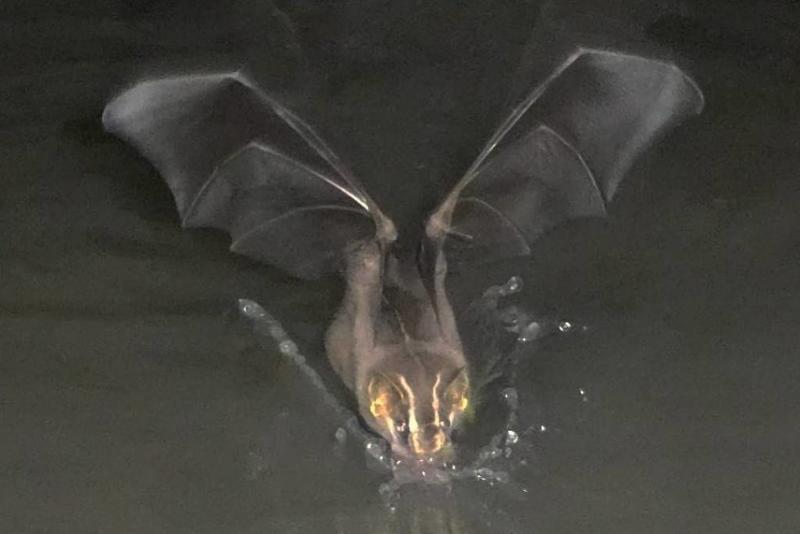 Morcego bebe água de pia na Amazônia