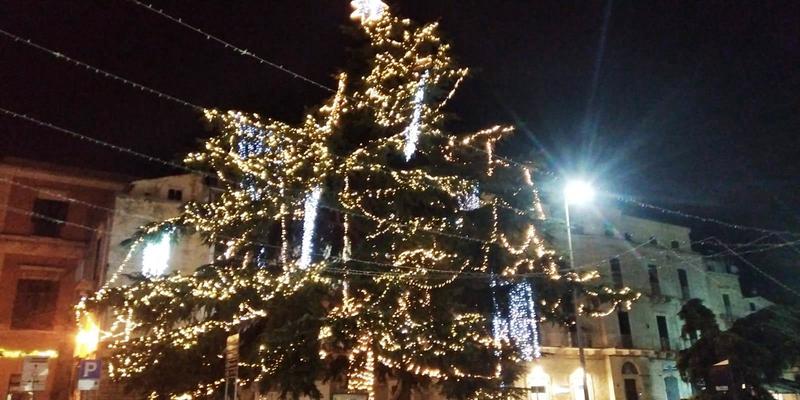 Torna ad accendersi il Cedro Deodara