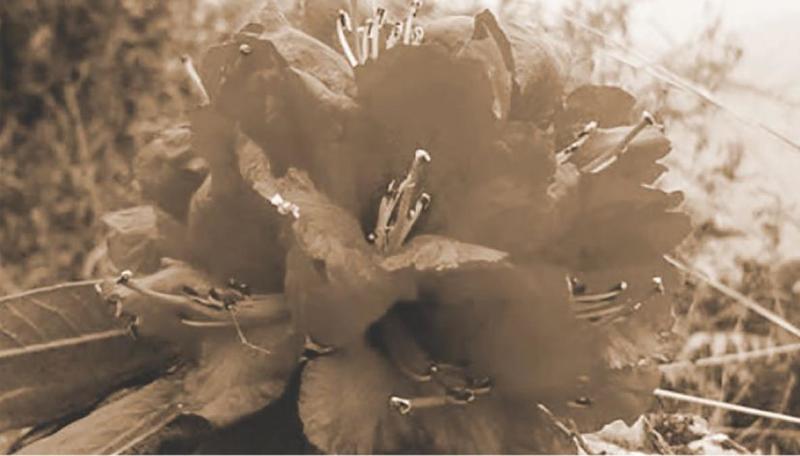 Pequeñas f(r)icciones: Flor mata caviar Pequeñas f(r)icciones: Flor mata caviar