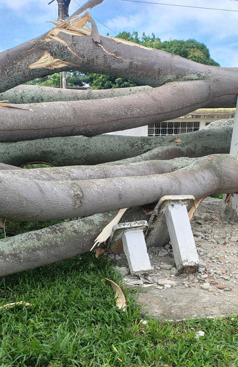Terreno falso en un sector de avenida dos de Betijoque provocó caída de dos árboles Terreno falso en un sector de avenida dos de Betijoque provocó caída de dos árboles