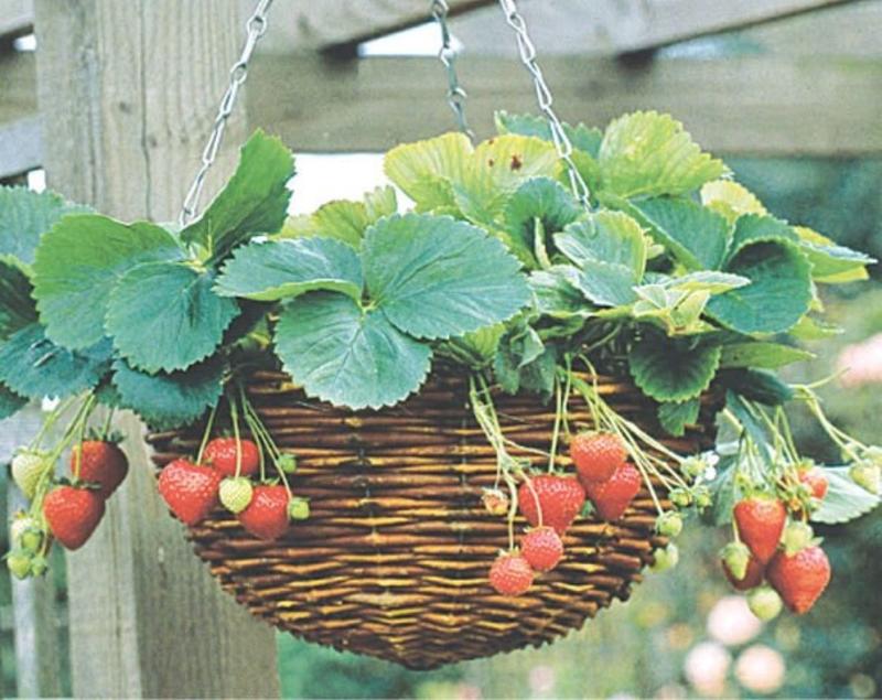 GARDENING: A QUIET RED REVOLUTION