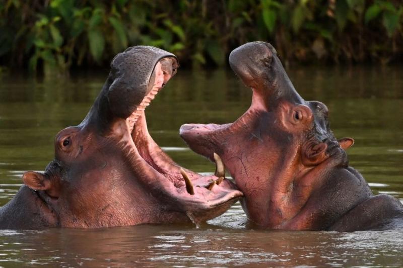 Pablo Escobar's hippos are saving Colombia's wetlands Pablo Escobar's hippos are saving Colombia's wetlands