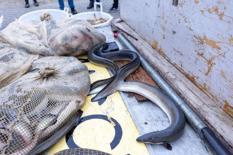 Rubati cinque quintali di anguille a Comacchio