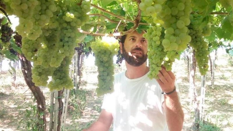 Come salvare i vigneti dal riscaldamento globale? La scoperta: una roccia in polvere raffredda l’uva