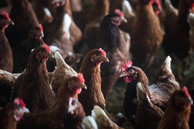 Da lachen ja die Hühner – oder doch nicht?