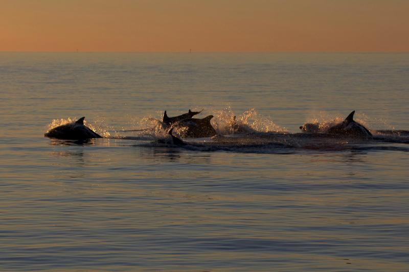 Friendship is magic: male dolphins with close friends age more slowly