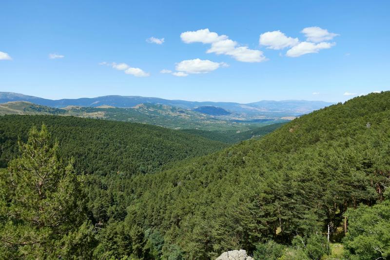 Por qué los actuales bosques españoles son en realidad jardines