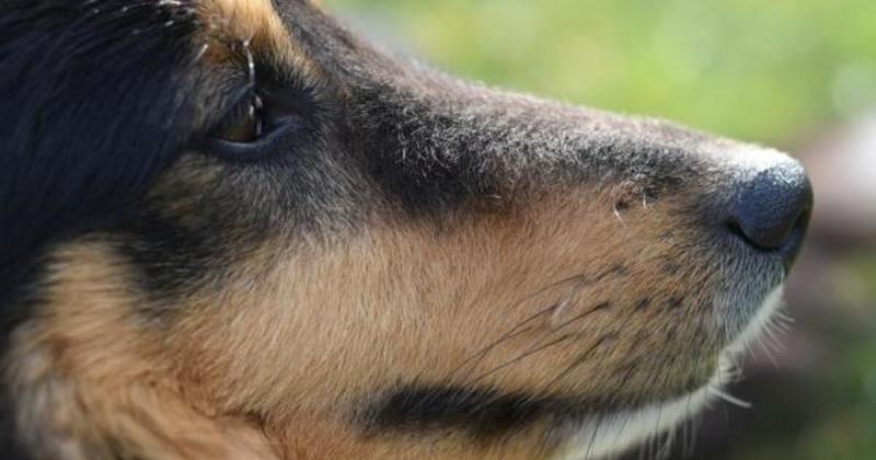 ¿Por qué los perros tienen bigotes? ¿Por qué los perros tienen bigotes?