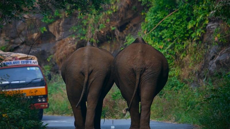 ‘സാറീ വിരല് കണ്ടോ...ഇതെത്ര കാഞ്ചി വലിച്ചിരിക്കുന്നു... ! എത്ര കൊമ്പന്മാരെ മുട്ട് കുത്തിച്ചിരിക്കുന്നു... !’’ | വനപർവ്വം... ‘സാറീ വിരല് കണ്ടോ...ഇതെത്ര കാഞ്ചി വലിച്ചിരിക്കുന്നു... ! എത്ര കൊമ്പന്മാരെ മുട്ട് കുത്തിച്ചിരിക്കുന്നു... !’’ | വനപർവ്വം...