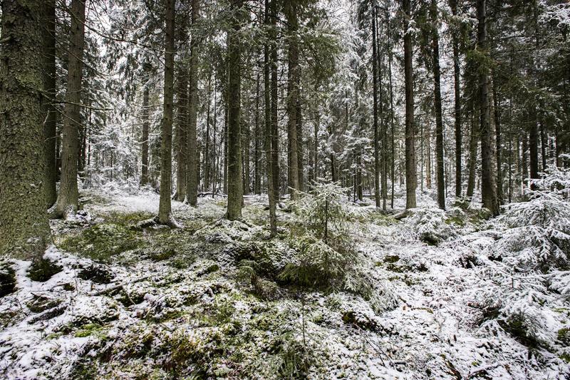 Politiikka | Lukijalta: PEFC ei ole uskottava merkki ympäristövastuullisesta metsänhoidosta