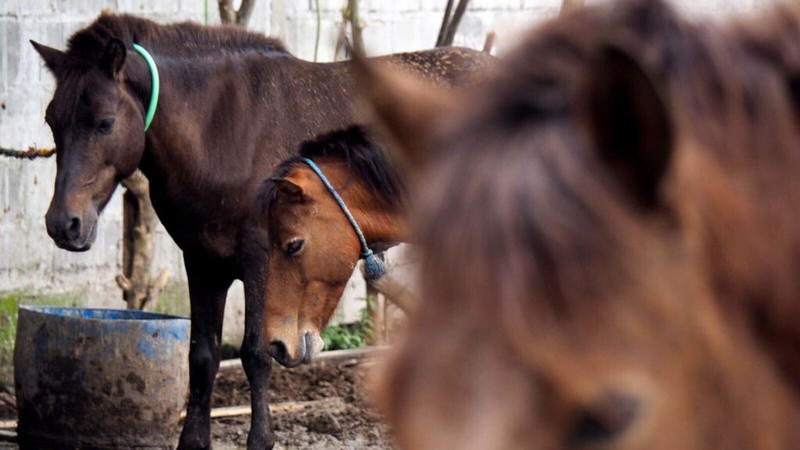 Carne di cavallo. Garbata e efficace replica dell’on. Evi
