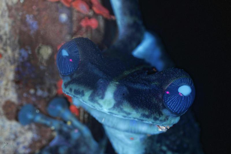 Et si la nature brillait plus que ce que nous voyons ? À la découverte de la vie fluo