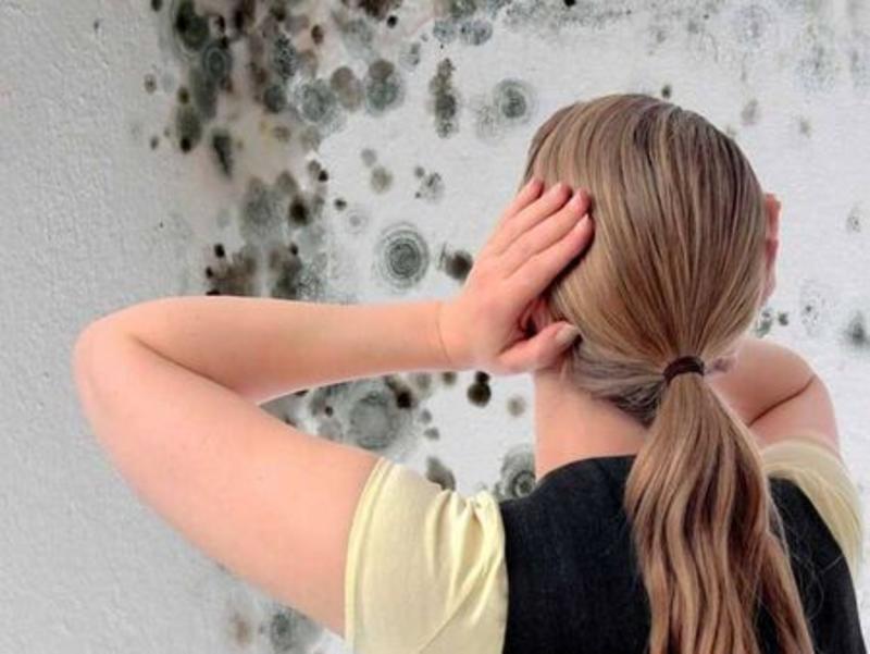 Как да премахнем мухълът за да не се появи отново? Как да премахнем мухълът за да не се появи отново?