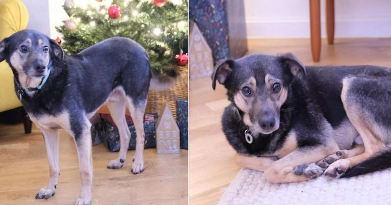 Dog looking for loving home after being rescued from kill shelter